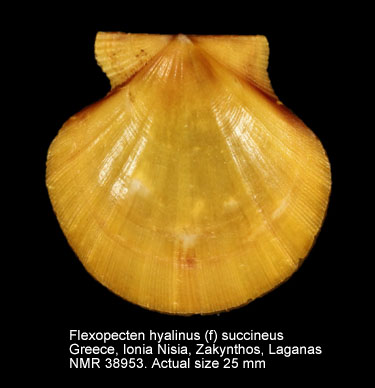 Flexopecten hyalinus (f) succineus.jpg - Flexopecten hyalinus (f) succineus(Risso,1826)